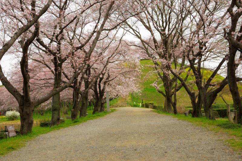 [ さきたま古墳の桜 ]  