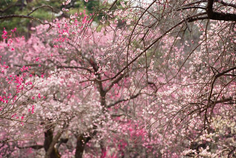 [ 桃色に染まって ]  120種・600本の梅が植えられています。色が多いので、色のバランスを考えながらの撮影が楽しいです。