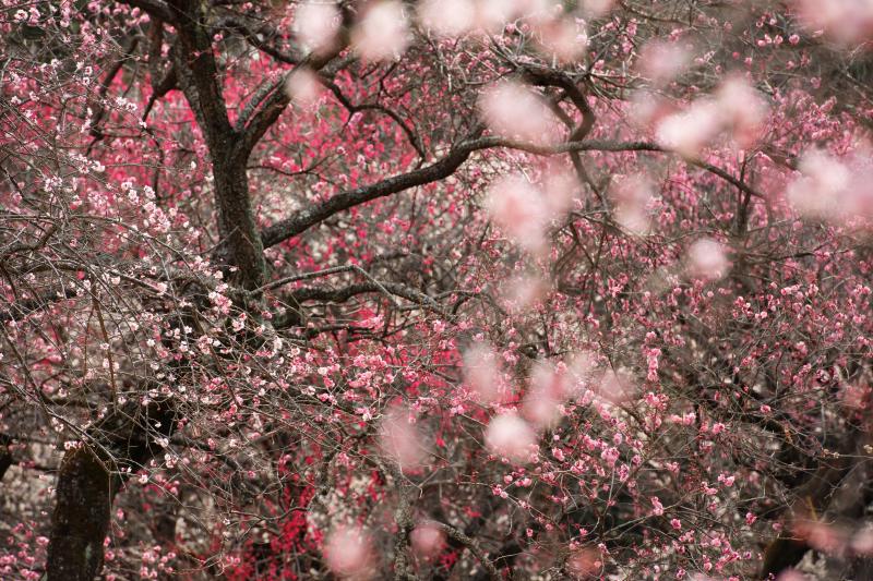 [ 梅花火 ]  咲き乱れる梅の花を望遠レンズで見ると別の世界が広がっています。手前の花が雪のように流れています。