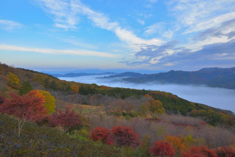 [ 紅葉と雲の大河 ] 春には山桜、初夏には紫陽花が咲き誇る美の山。秋には赤やオレンジに染まる斜面が広がり、谷間を埋め尽くすほどの雲海を見ることができました。