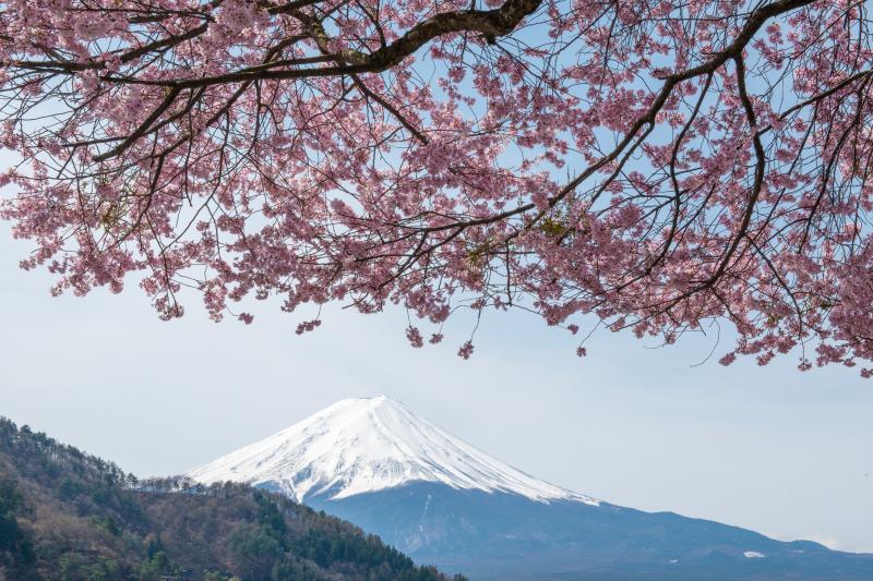 [ ピンクの桜と富士 ]  産屋ヶ崎で見つけたピンク色が印象的な桜。桜の木の前でたくさんの人々がシャッターを切っていました。