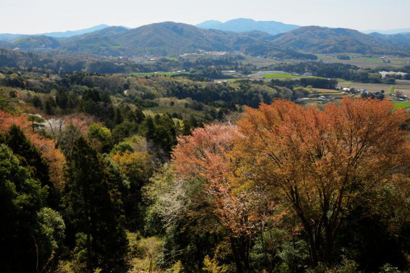 [ 高峯のヤマザクラ ]  