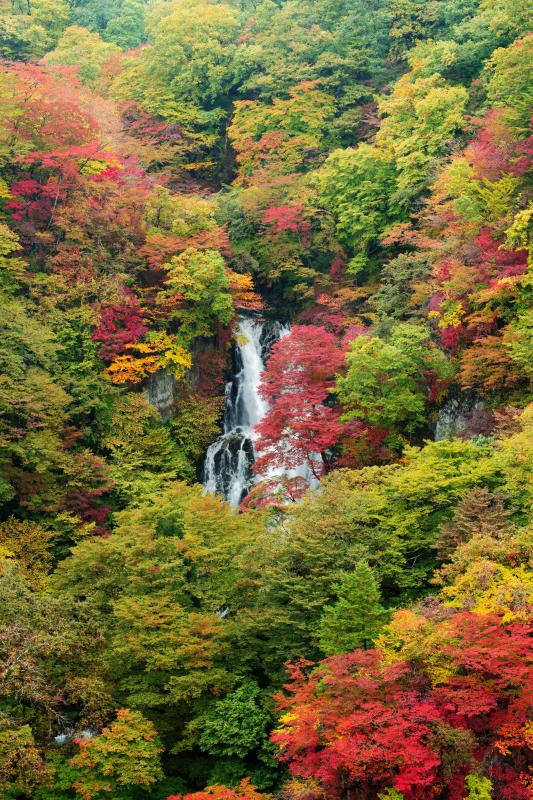 [ 霧降の滝 ]  