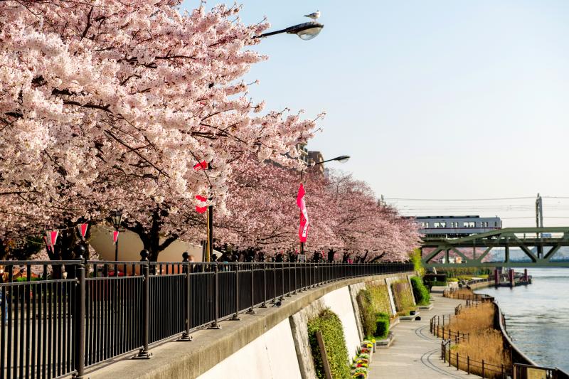 [ 桜並木から登場 ]  電車が桜並木から飛び出してきました。隅田川沿いに桜並木が続いています。