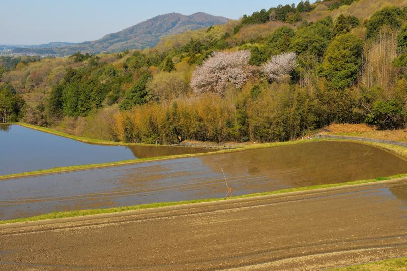 [ 高峯のヤマザクラ ]  