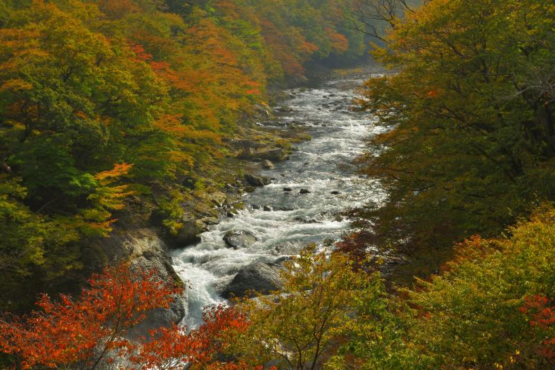 [ 塩原渓谷の紅葉 ]  色づき始めの渓谷。紅葉時は多くの観光客が訪れます。