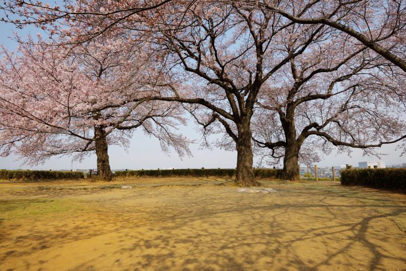 [ さきたま古墳の桜 ]  