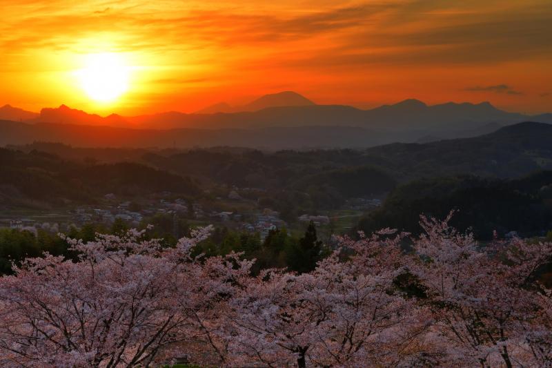 [ 夕焼けの浅間山と桜並木 ]  この日は午後から雲が多くなり、夕暮れ時には空が赤く染まりました。桜並木と真っ赤な空に浮かぶ浅間山のシルエットがとても綺麗でした。