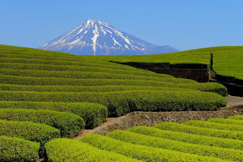 [ 新芽の季節 ]  富士山の前に広大な茶畑が広がっています。流線形の丘が美しい場所でした。