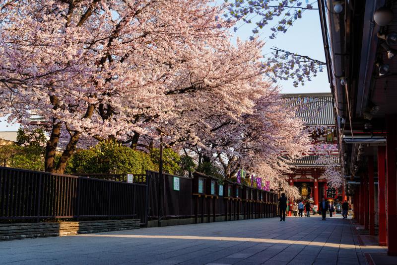 [ 浅草寺の桜並木 ]  仲見世から門に向う道には桜並木があります。早朝は人が少なめで静かに桜鑑賞ができました。