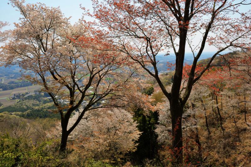 [ 高峯の山桜 ]  