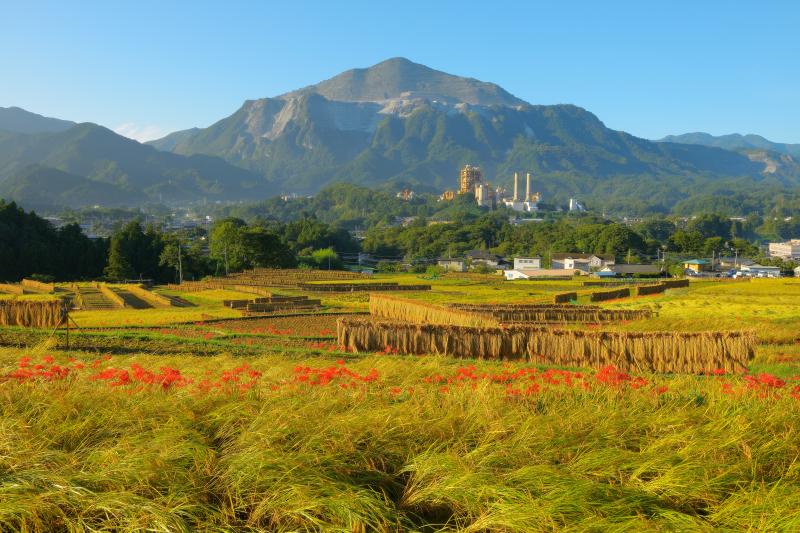 [ 寺坂棚田 彼岸花 ]  