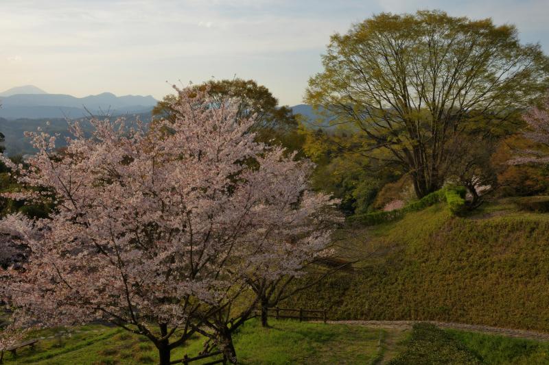 [ 後閑城址公園の桜 ]  