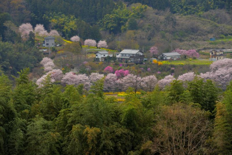 [ 後閑城址公園の桜 ]  