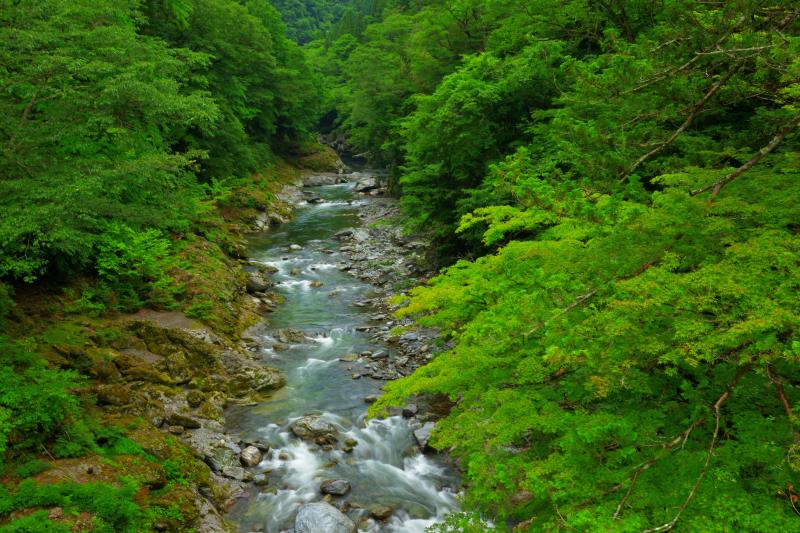 [ 登竜渓の流れ ]  登竜橋の上から渓谷を俯瞰。この辺りの流れは緩やかで、優雅な感じがします。秋は紅葉の絶景ポイントに。