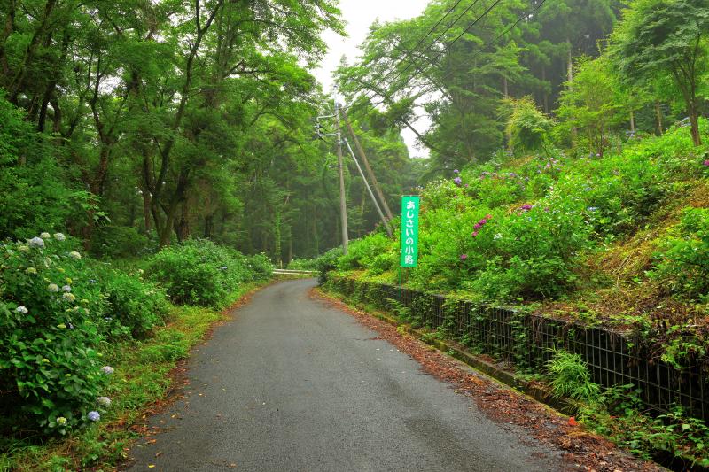 [ あじさいの小路 ]  