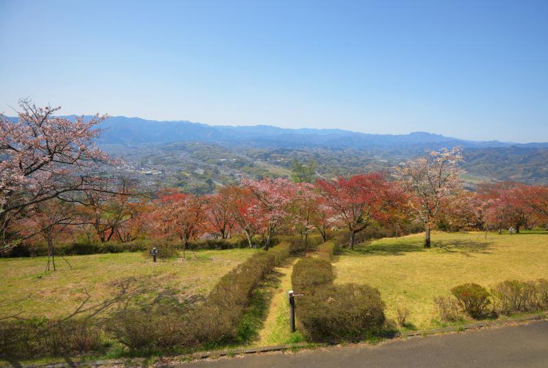 [ 美の山公園の山桜 ]  