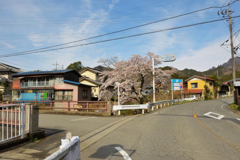 [ 菅原のしだれ桜 ]  