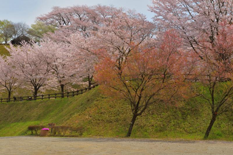 [ 後閑城址公園の桜 ]  