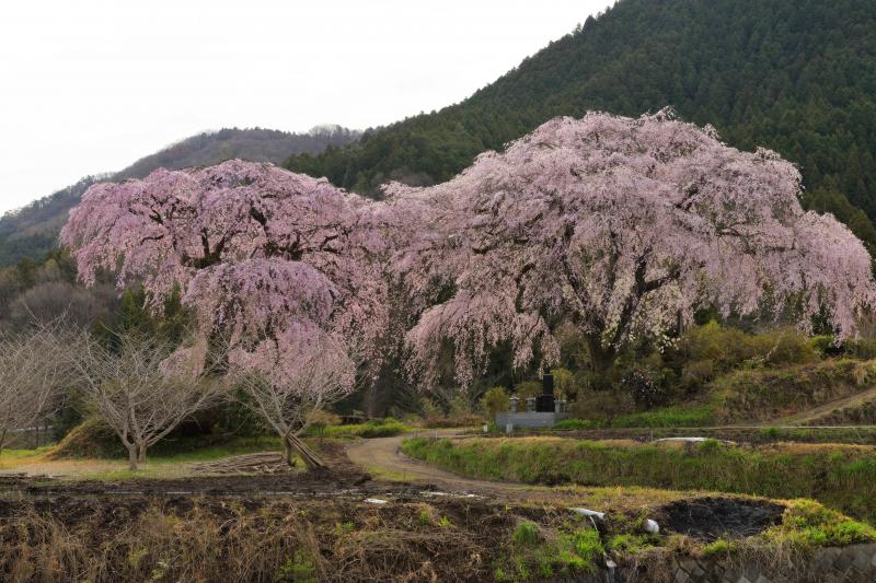 [ 菅原のしだれ桜 ]  