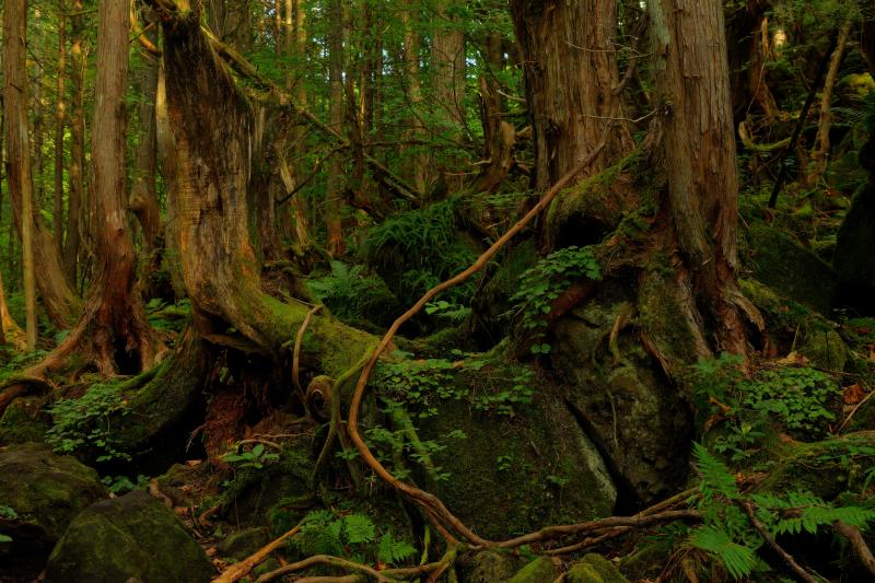 [ 苔むした森 ]  遊歩道は八ヶ岳や屋久島を彷彿とさせる苔むした空間になっています。滝と森の撮影を楽しめるスポット。