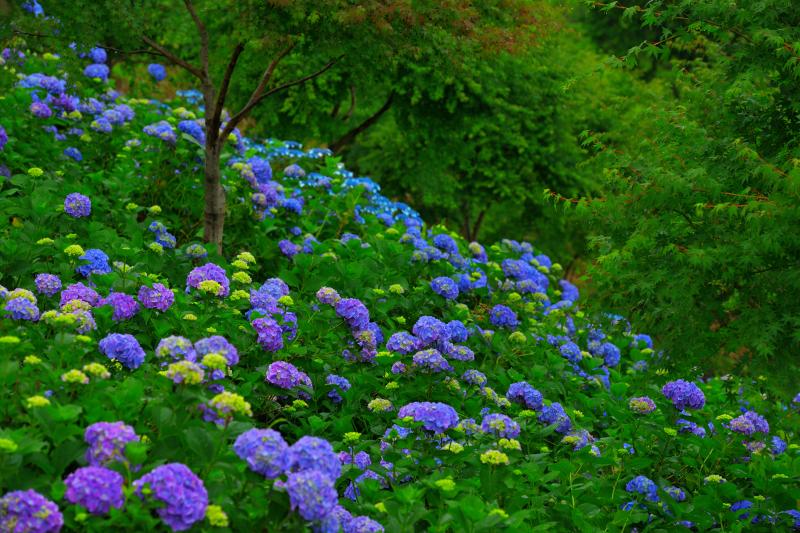 秩父 美の山公園の紫陽花 雲海に浮かぶ色鮮やかな紫陽花たち ピクスポット 絶景 風景写真 撮影スポット 撮影ガイド カメラの使い方