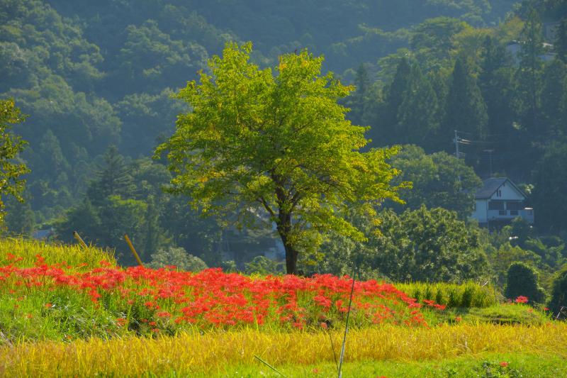 [ 寺坂棚田 彼岸花 ]  