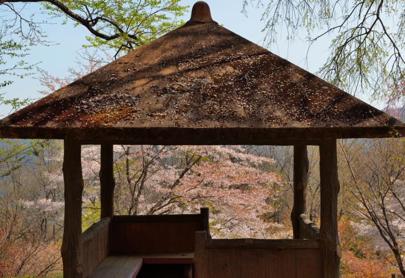 [ 美の山公園の山桜 ]  