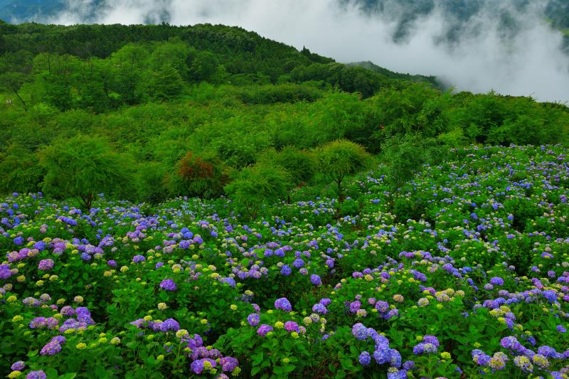 [ 美の山の紫陽花 ]  