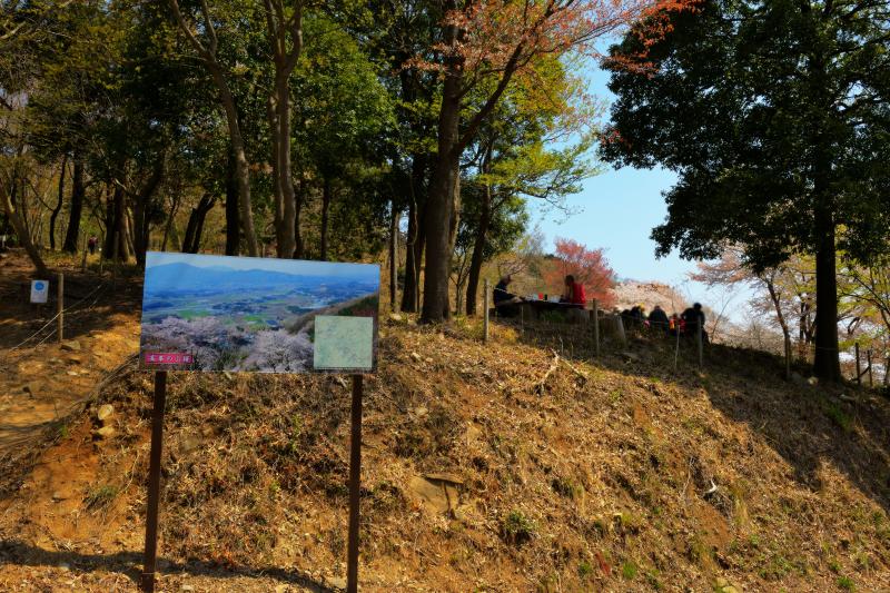 [ 高峯のヤマザクラ ]  