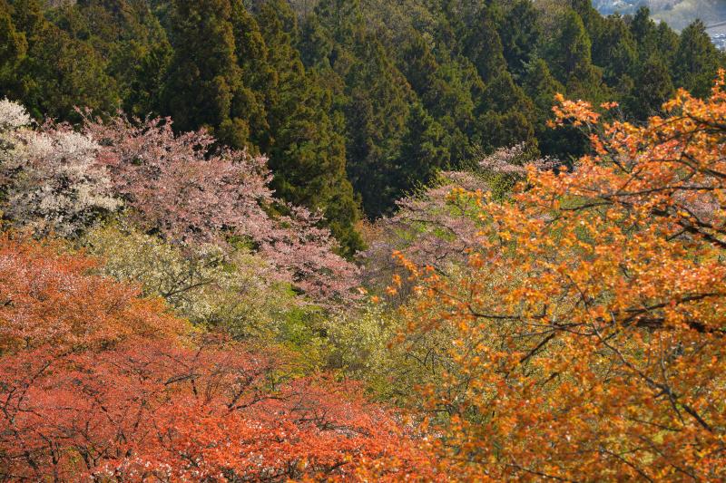 [ 美の山公園の山桜 ]  