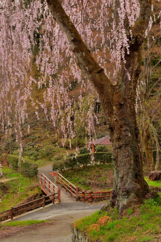 [ 妙義神社のしだれ桜 ]  