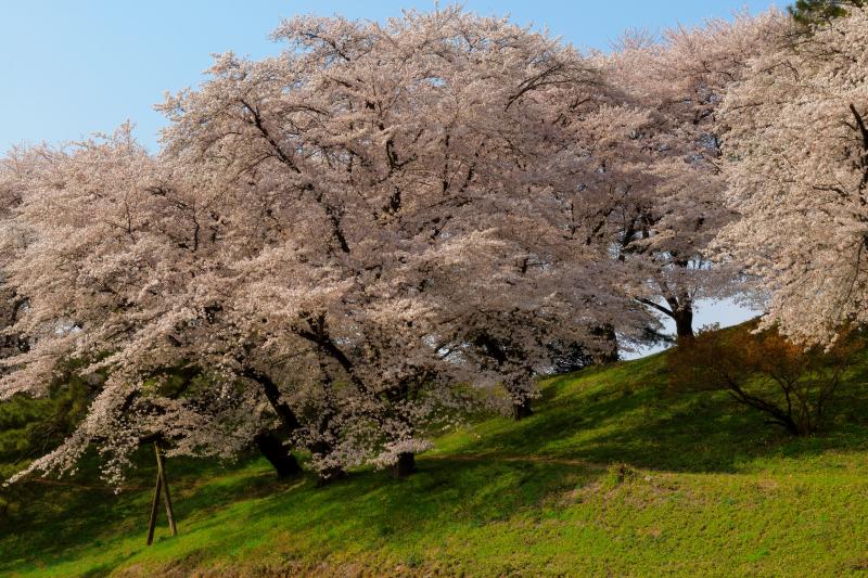 [ 桜の小径 ]  古墳の中には遊歩道があり、空を埋め尽くすような桜の花を楽しむことができます。