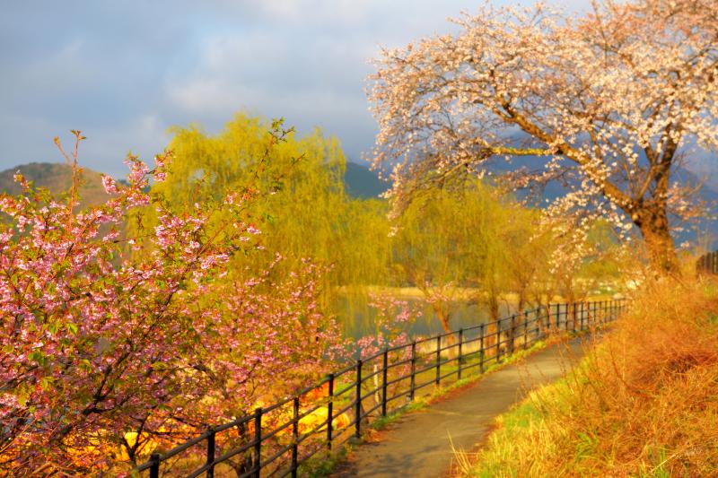 [ 長崎公園の桜 ]  