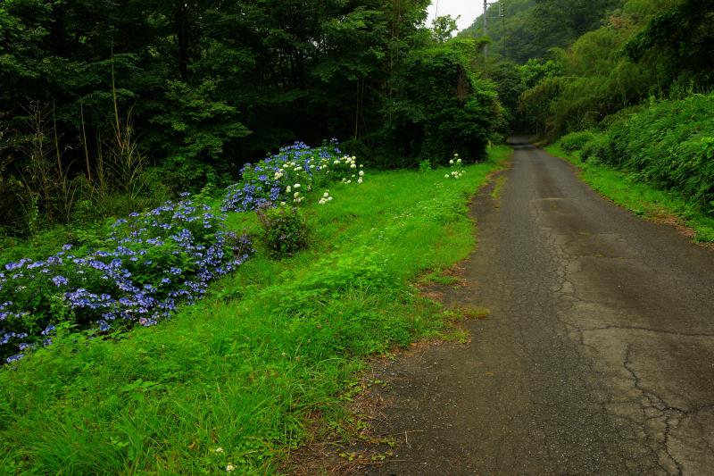 [ あじさいの小路 ]  