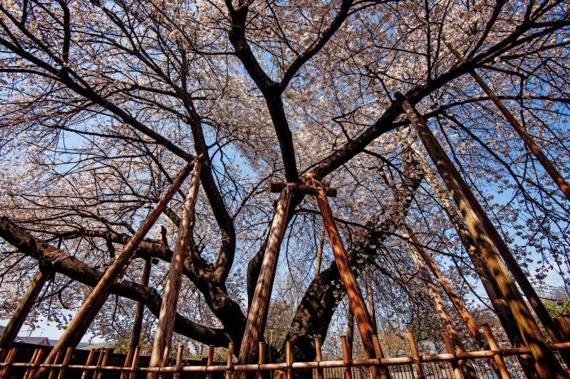 [ 蒲桜を見上げて ]  蒲桜の横に回り、広角レンズで撮影しました。