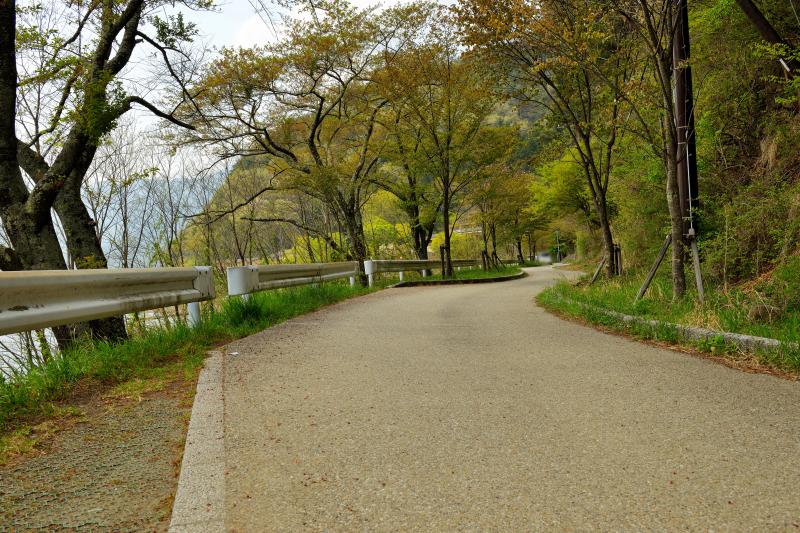 [ 長崎公園の桜 ]  