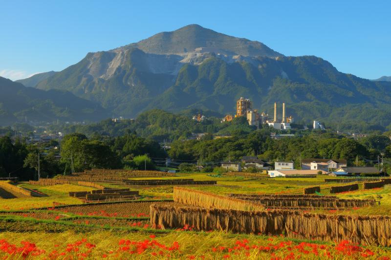 [ 寺坂棚田 彼岸花 ]  