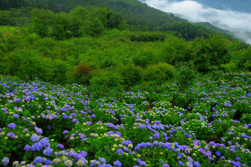 [ 美の山の紫陽花 ]  