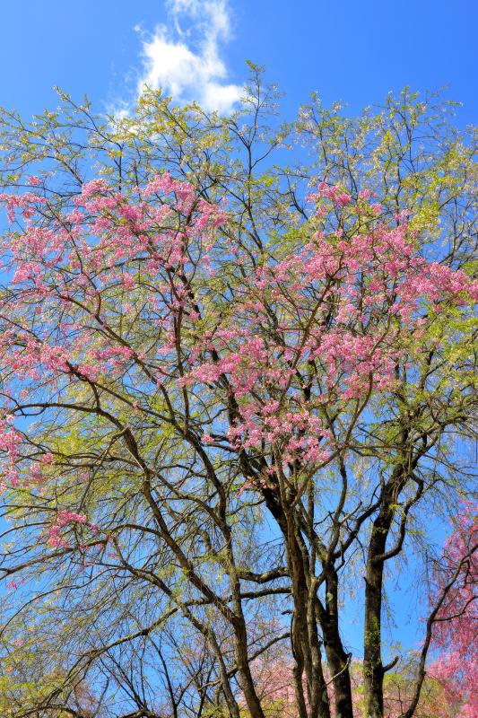 [ 爽快 ]  新緑とピンクの桜が眩しい。青空には時々雲が流れて行きました。