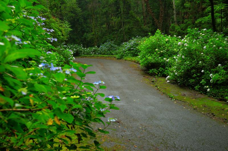 [ あじさいの小路 ]  標高が上がるにつれて、道の両側に紫陽花が咲き誇っています。あじさいの小路の名のとおり、枝が道路まで飛び出すほどです。