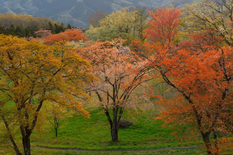 山桜 | 公園内には様々な色の山桜が咲き乱れ、春と秋が同時に来ているような感覚になりました。