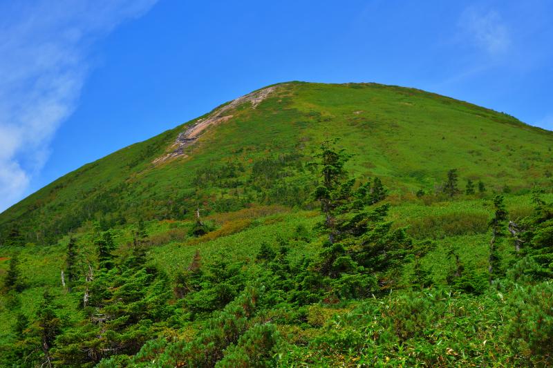 [ 夏の八甲田 ]  緑に覆われた八甲田の山々。雪深い地域なので草木の背丈がとても低くなっていました。