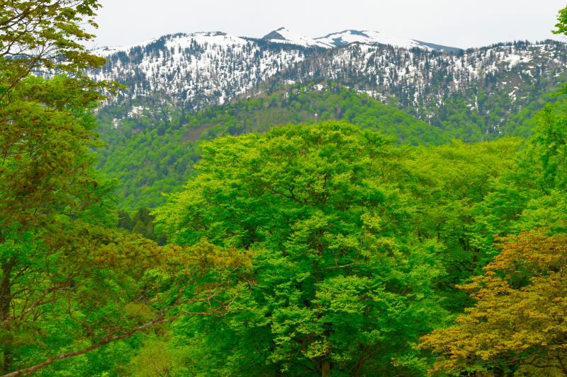 [ 残雪の至仏山と新緑 ]  照葉峡から尾瀬登山口の鳩待峠へ向かう途中に坤六峠があります。この付近からは尾瀬の峰々を望むことができます。