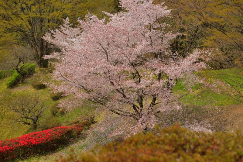 [ 後閑城址公園の桜 ]  