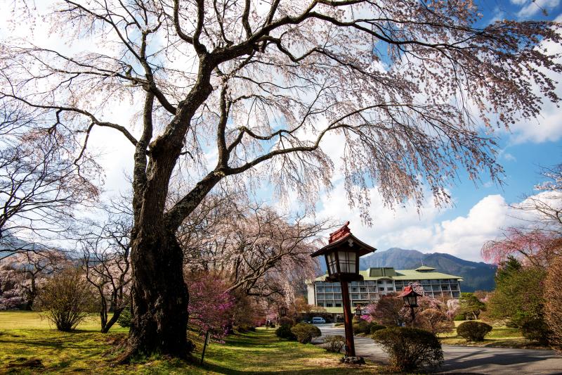 [ 桜の歓迎 ]  敷地の入り口から桜並木が続きます。建物の手前・裏と広大な敷地に桜が咲き誇ります。