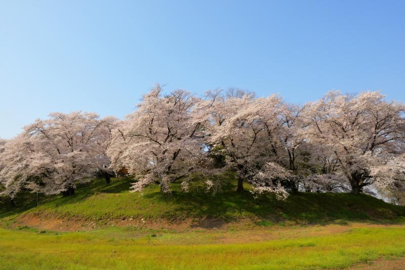 [ 桜溢れる丘 ]  古墳には大きな桜の木がたくさん植えられています。少し離れて見ると桜の島のようです。