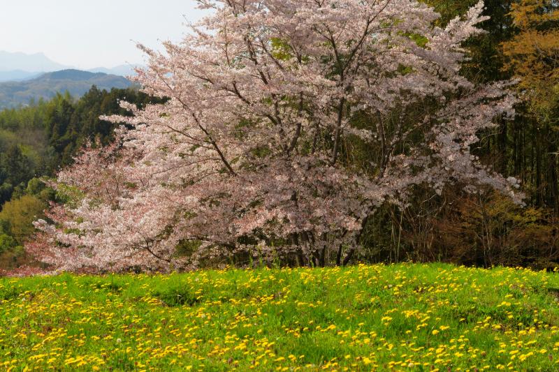 [ 後閑城址公園の桜 ]  