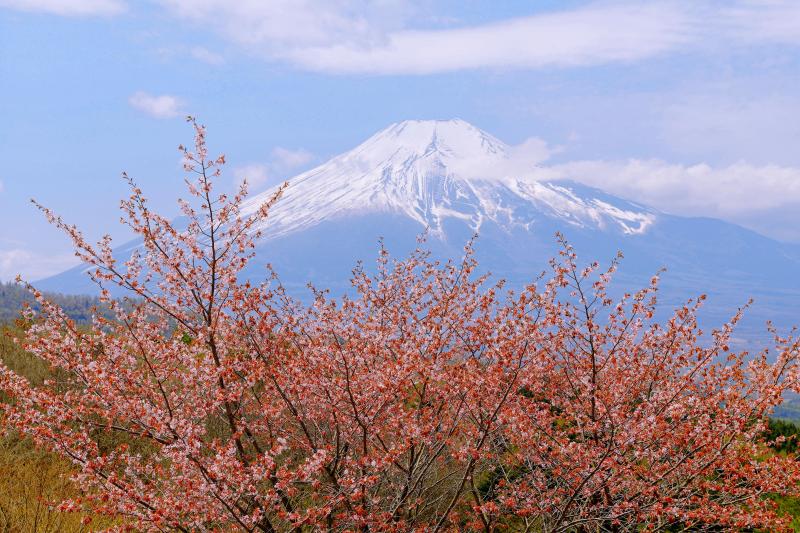 [ 峠の遅き春 ]  二十曲峠の印象的な桜の木です。山桜と富士山が綺麗です。