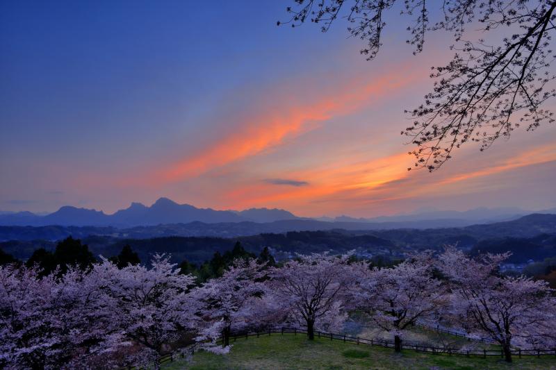 [ 後閑城址の桜と夕焼け ]  妙義山の上空が夕焼けで赤く染まりました。